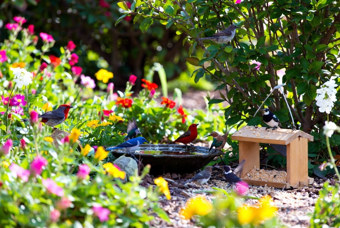 How to Attract Birds to Your Garden 2026
